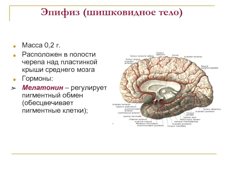 Эпифиз тип секреции. Рене декарт шишковидная железа. Эпифиз строение и функции гормоны. Железа эпифиз гормоны и функции таблица. Эпифиз строение и функции гормоны.