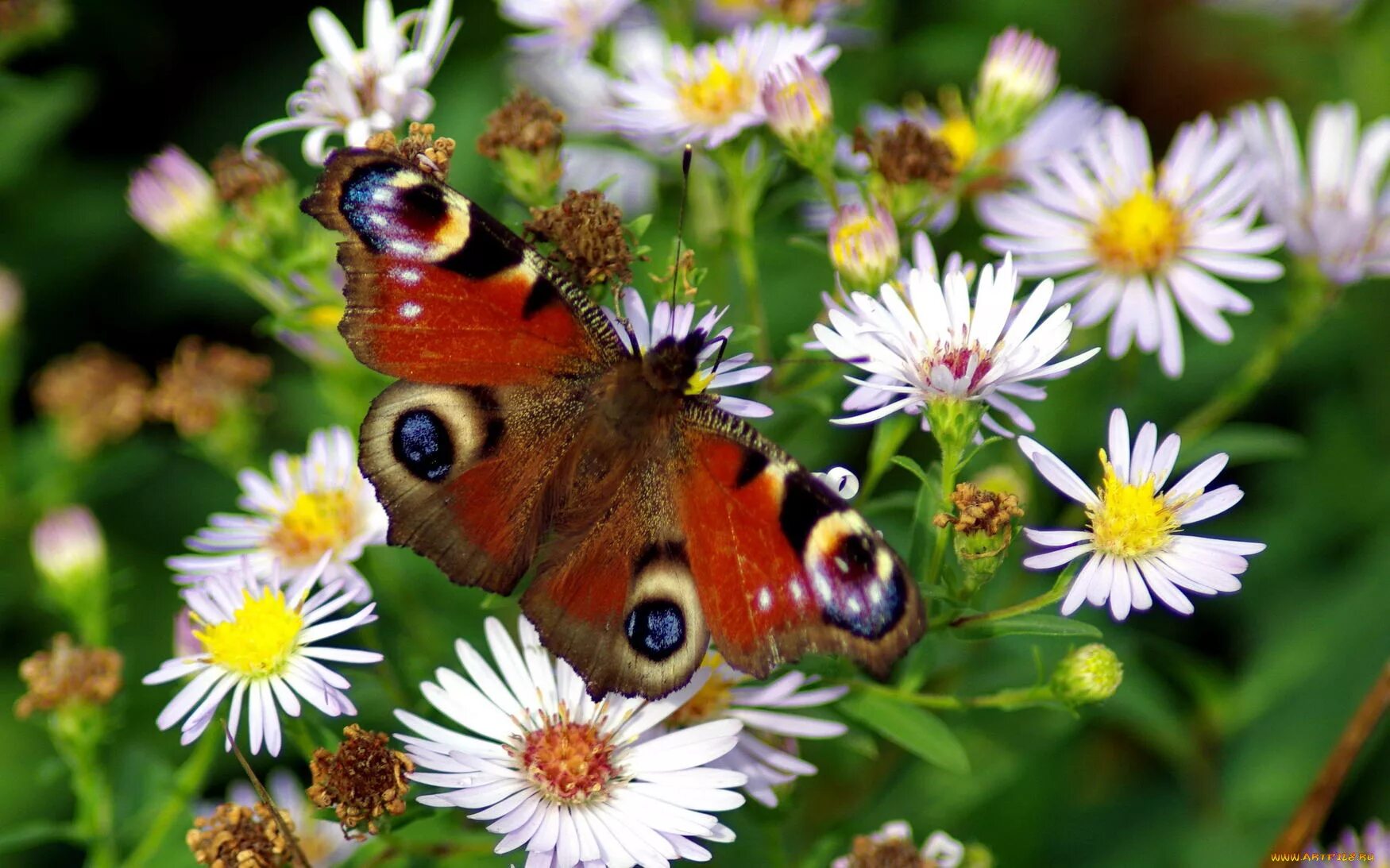 Бабочки фото окружающий мир 1 класс. Насекомые летом. Летние цветы. Красивое лето. Бабочка на цветке.