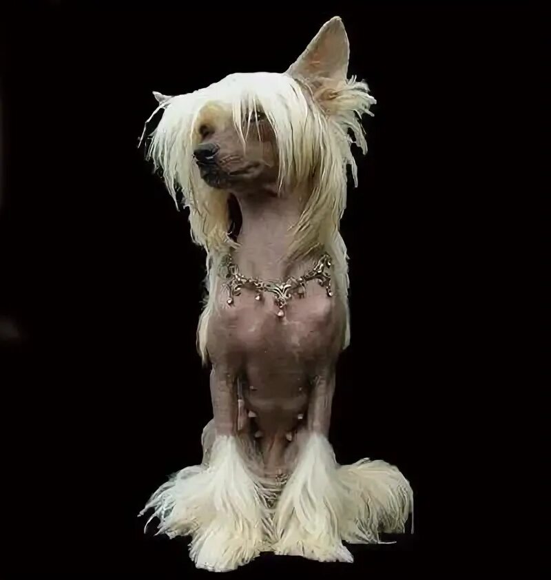 Собака с волосами. Собака с человеческим волосом порода. Порода собак с шевелюрой. Собака у которой вместо шерсти волосы.