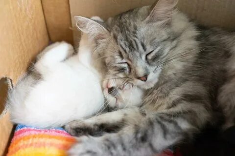 Включи мою кошку