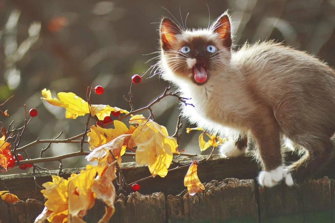 С добрым утром котики ноябрь картинки. Кот осень. осенний котик. котики осенью. смешные кошки осенью.