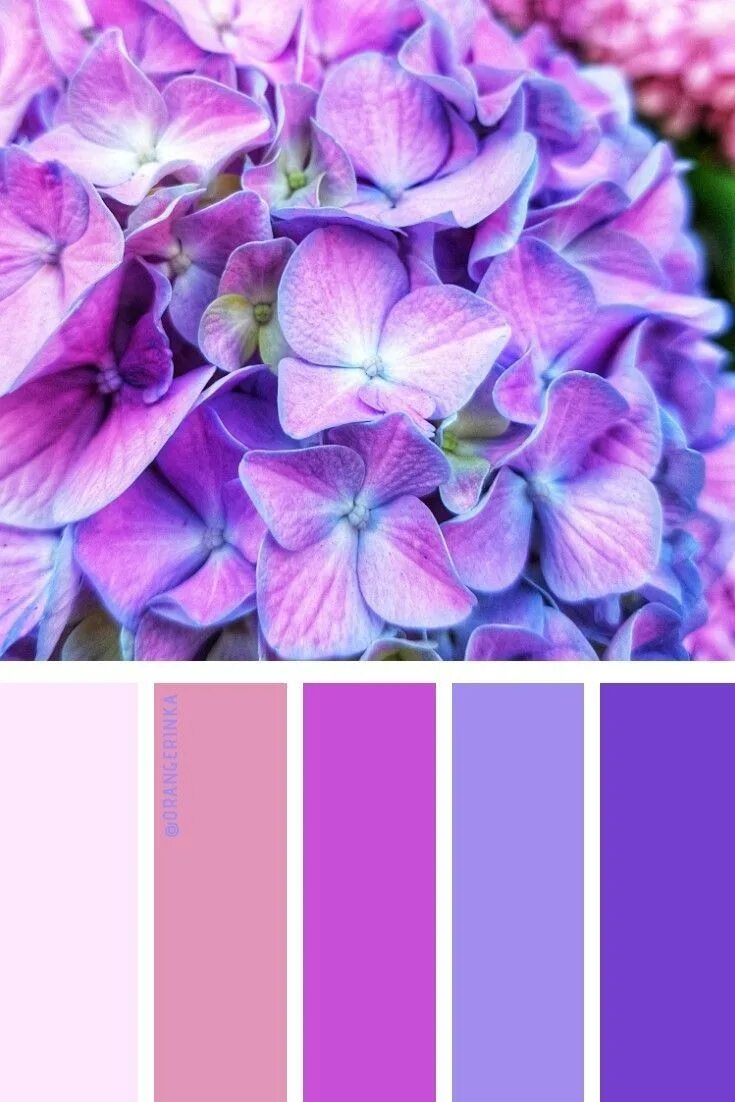 Фото всех оттенков цветов. Цветовые Палитры Пурпл. Палитра фиолетовых оттенков. Лиловый и лавандовый. Лиловый цвет.