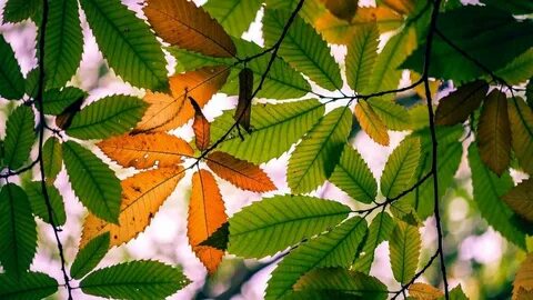 Рабочий стол лист