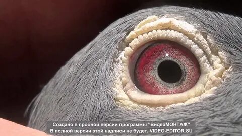 Зрение у голубей