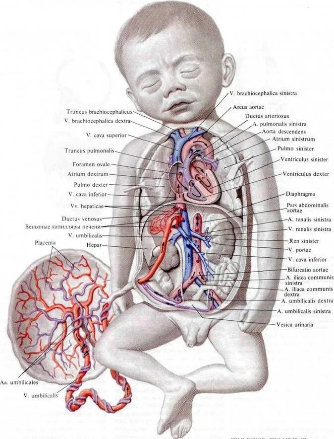 анатомия для детей пищеварительная система. расположение сердца у новорожденного. организм новорожденного. масса тела доношенного новорожденного ребенка. анатомические особенности пищеварительной системы.