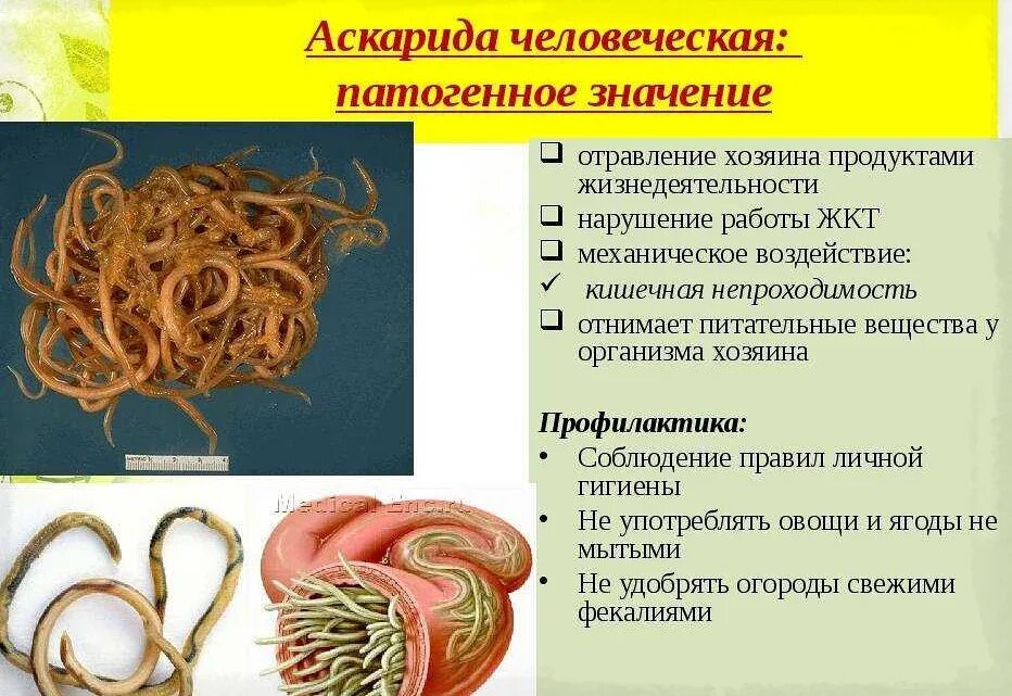 Паразиты какой класс