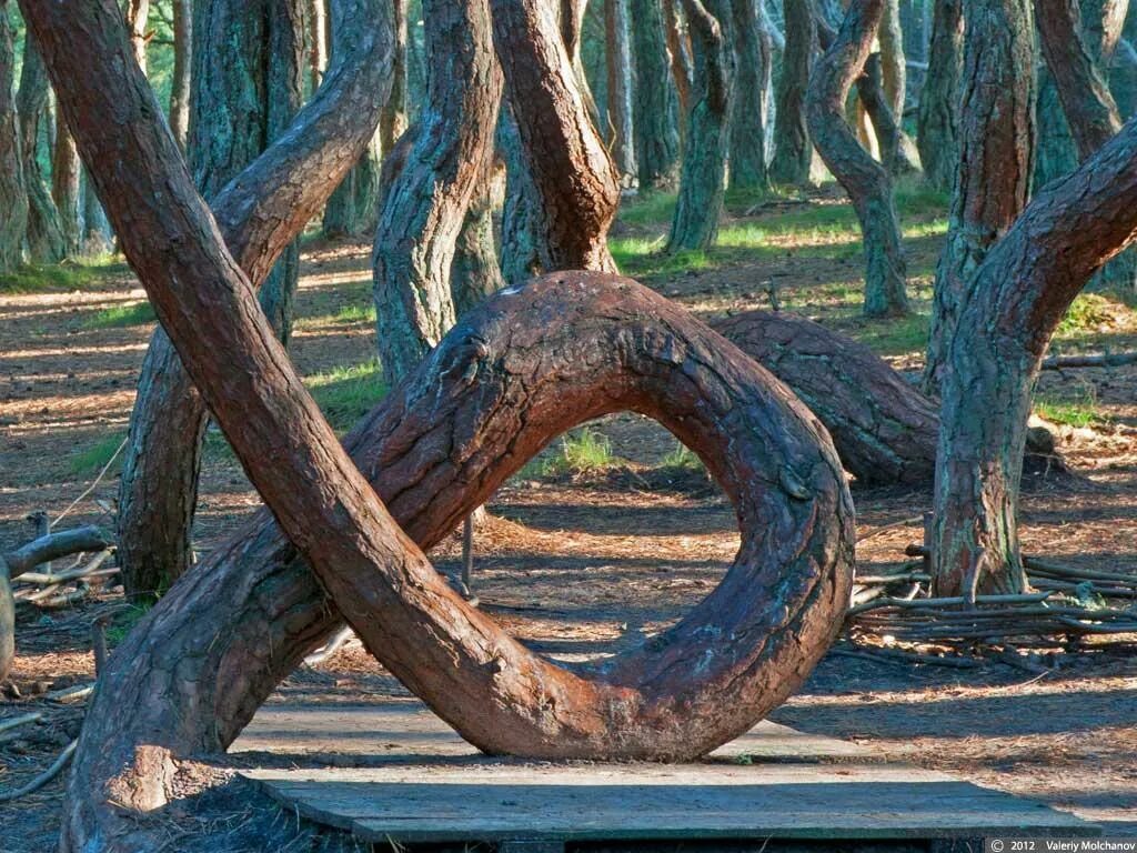 Секвойя вечнозеленая дерево. Секвойя дерево высота. Лес секвойя в россии. Секвойя северной америки. Секвойя дерево гиперион.