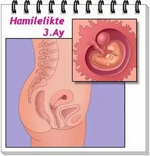 Айлар бойынша жүктілік коллажы