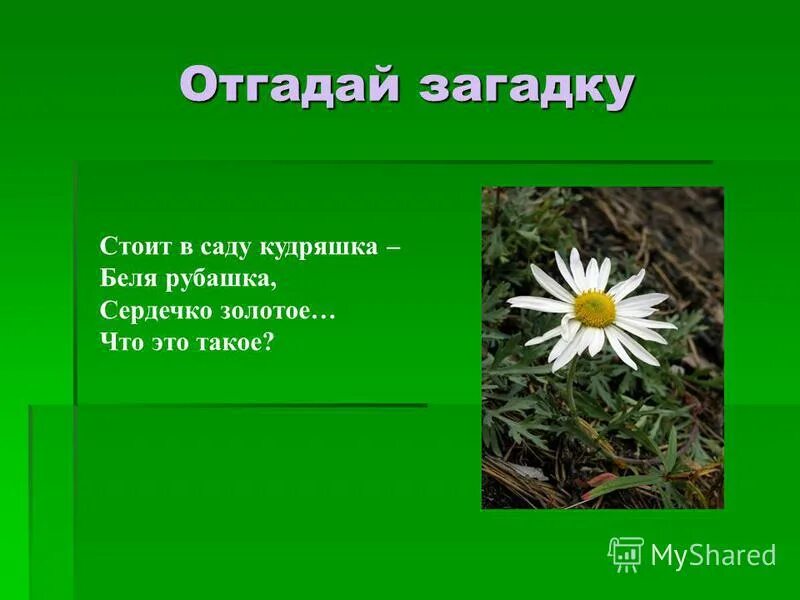 Сердечко золотое что это такое загадка. Угадай цветок. Загадка стоит в саду кудряшка белая рубашка сердечко золотое. Отгадай загадку белые нежные весною в лесу. Стоит в лесу кудряшка белая рубашка сердечко золотое что это такое.