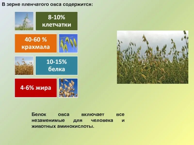 Овес белки