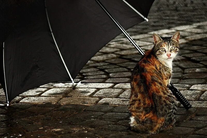 Кот под дождем. Кошка под зонтом. Коты в дождь под зонтом. Котенок под зонтом. Котики зонтики