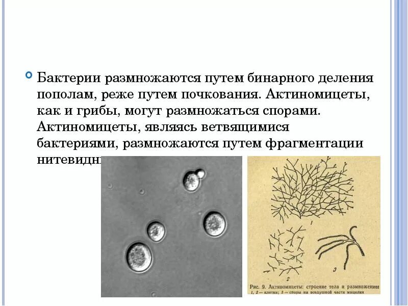 Почкование фрагментация
