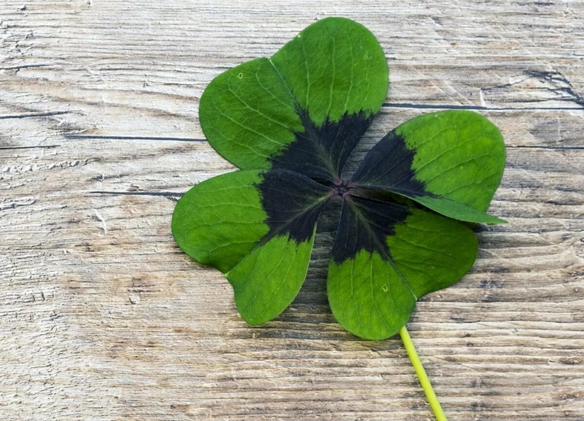 Clover kext