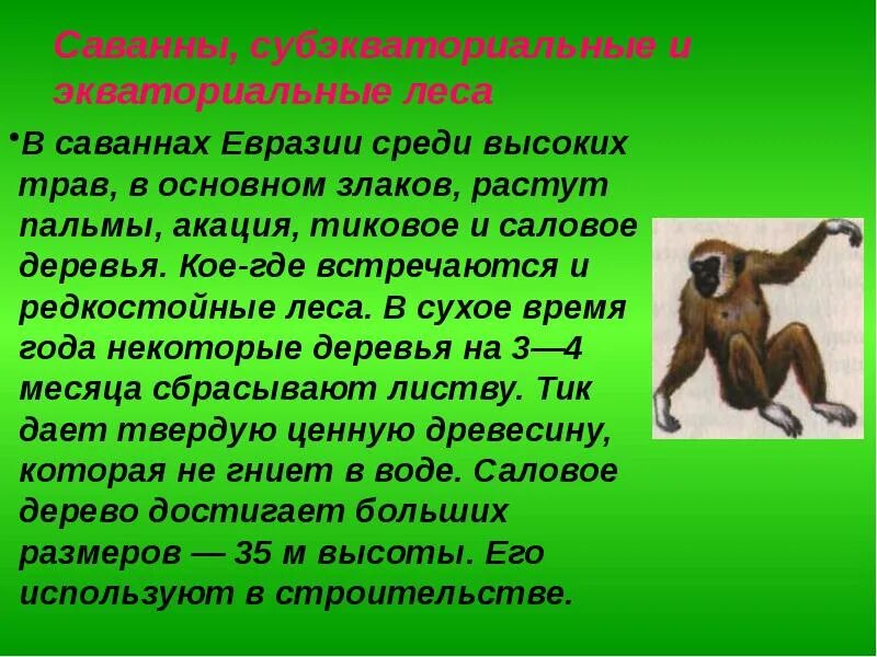 Географическое положение субэкваториальных и экваториальных лесов