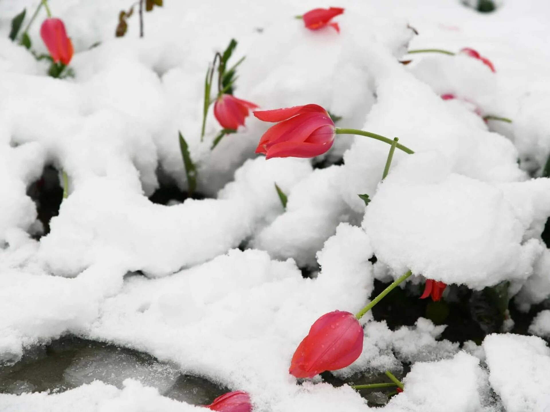 В апреле выпадет снег. Апрельский снег картинки. Снег в Таджикистане. Апрельский снегопад картинки. Цветок Люсу апрельский снег.