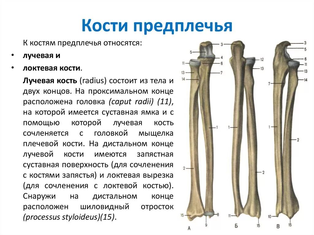 Плечевая кость и лучевая кость. Кости предплечья локтевая и лучевая. Лучевая кость строение строение. Локтевая кость анатомия Синельников. Соединения локтевой кости