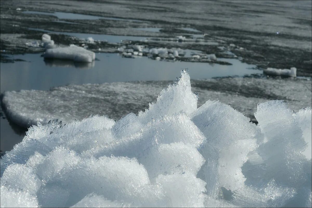 Ледяные иглы на байкале. Лед иголками. Игольчатый лед на байкале. Игольчатый лед. Иглистый лед.