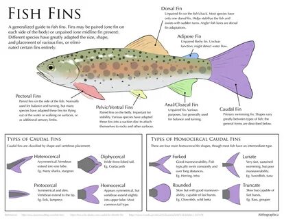 Fish перевод на русский