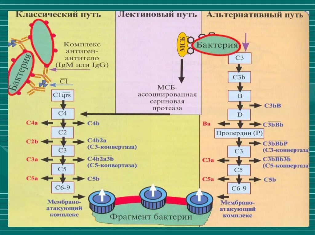 Цена комплемента. Пути активации комплемента иммунология. Пути активации комплемента схема. Система комплемента лектиновый путь. Альтернативный путь активации комплемента инициируется.