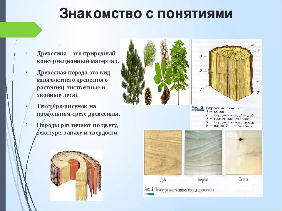 Презентация на тему древесины. Технология 5 класс древесина пиломатериалы и древесные материалы. древесина это природный конструкционный материал. древесина презентация. древесные конструкционные материалы.