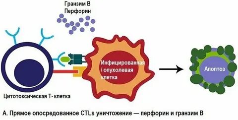 Перфорин