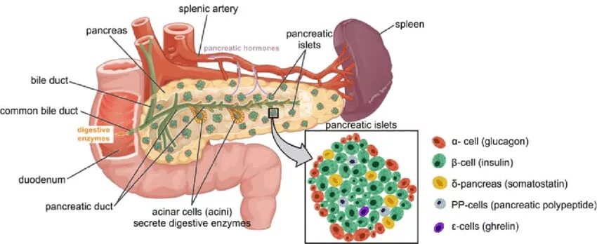 Поджелудочная железа фиброзные изменения. B Cells pancreas. The structure of the pancreas. Поджелудочная железа островки Лангерганса гормоны. Pancreas function.