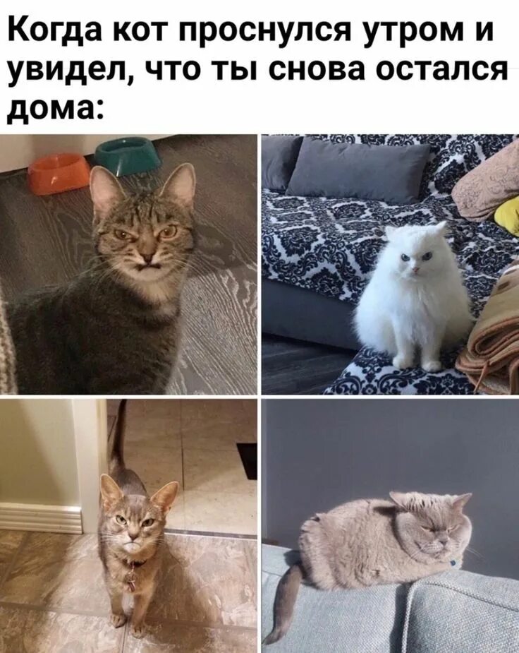 Мемы про котят. Мемы с котиками. Кот Мем. Мемы про котов. Котики смешные мемы.
