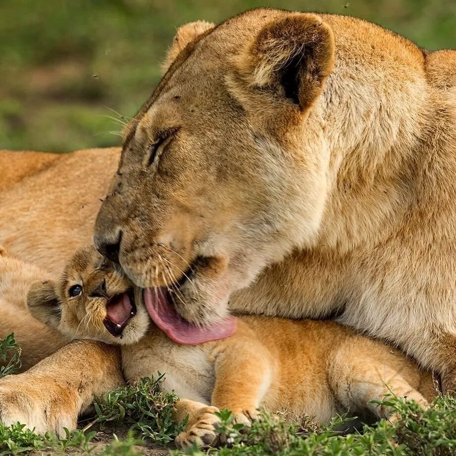 Мать и ребенок животные