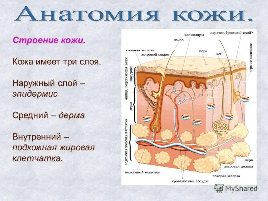 Строение слоя дермы кожи человека. Эпидермис 2) дерма 3) гиподерма. Эпидермис дерма подкожная клетчатка. Строение кожи и ее функции анатомия.