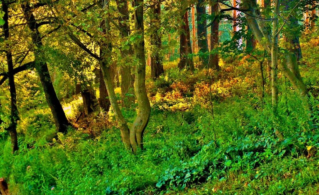 русскому лесу быть. русский лес некрасивый. русскому лесу быть. русский лес 795x200px. русскому лесу быть.