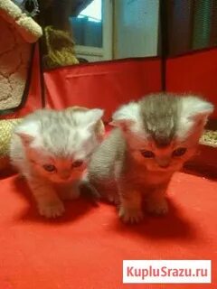 Гатчина котята в добрые