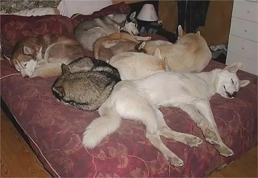Четверо спящих