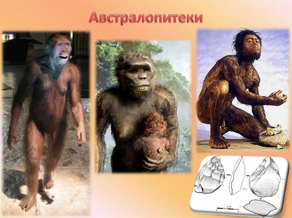Ранние австралопитеки. Австралопитек презентация по биологии. Происхождение австралопитеков. Происхождение человека австралопитек. Предки австралопитеков.