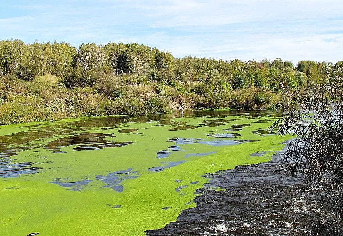 Болото кислород. Цветение воды цианобактерии. Синезеленые водоросли Волга. Хламидомонада цветение воды. Эвтрофикация озер.