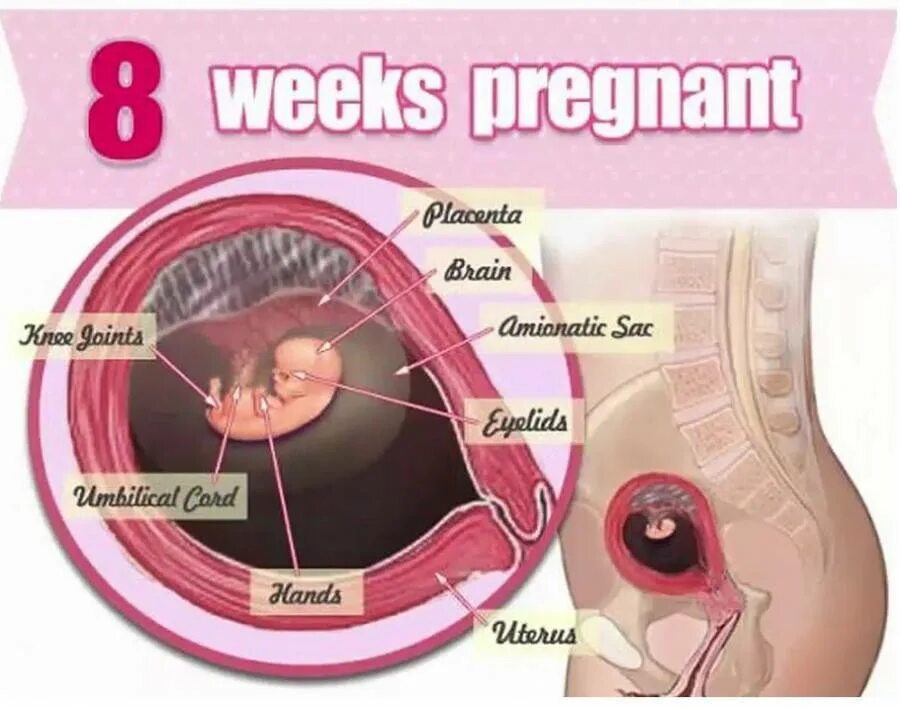Пятая неделя беременности. 8 недель беременности симптомы