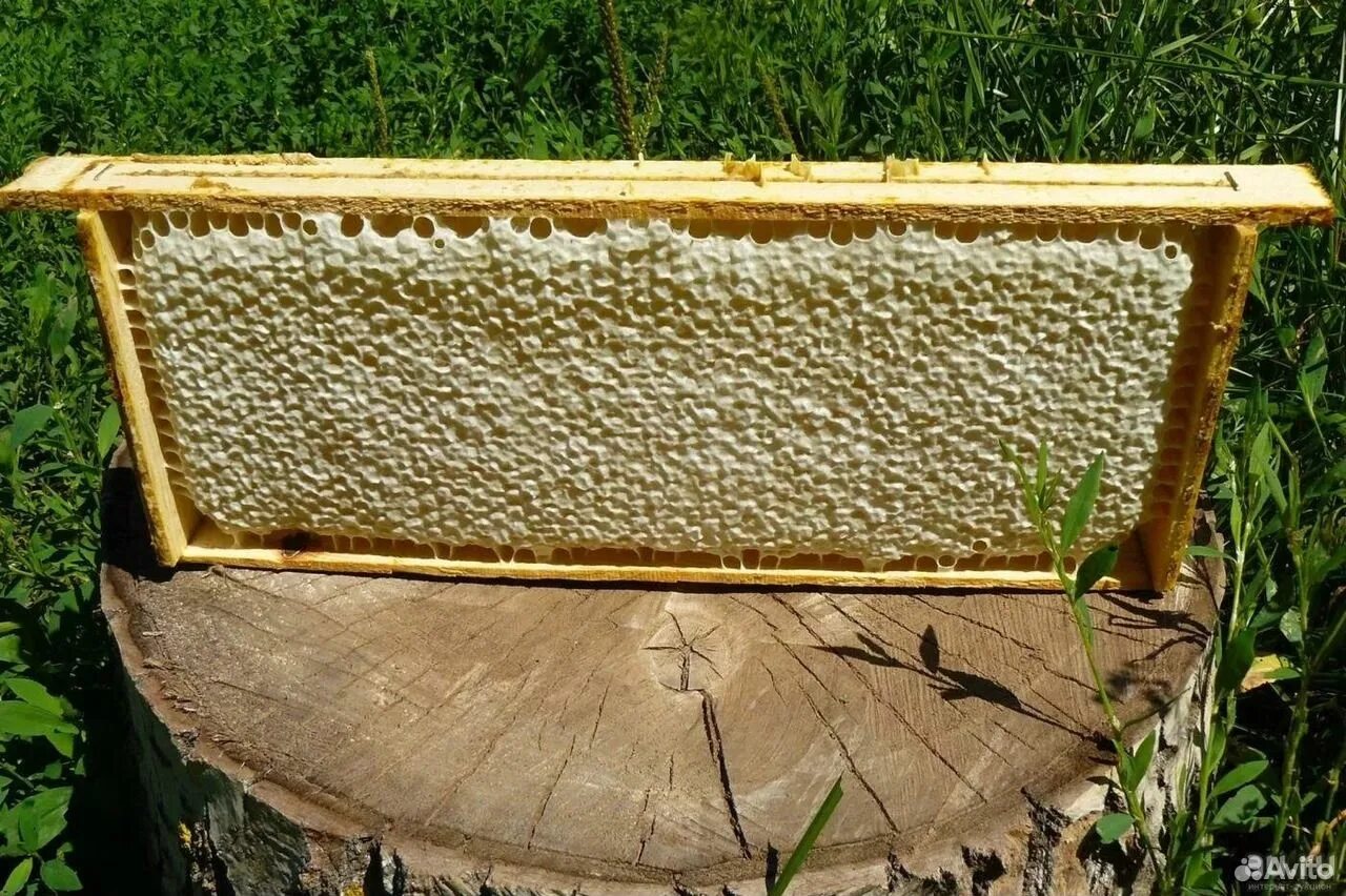 Купить пчелиные рамки. Сотовый мед полурамка. Мёд в сотах. Рамка меда в сотах. Рамка соты.