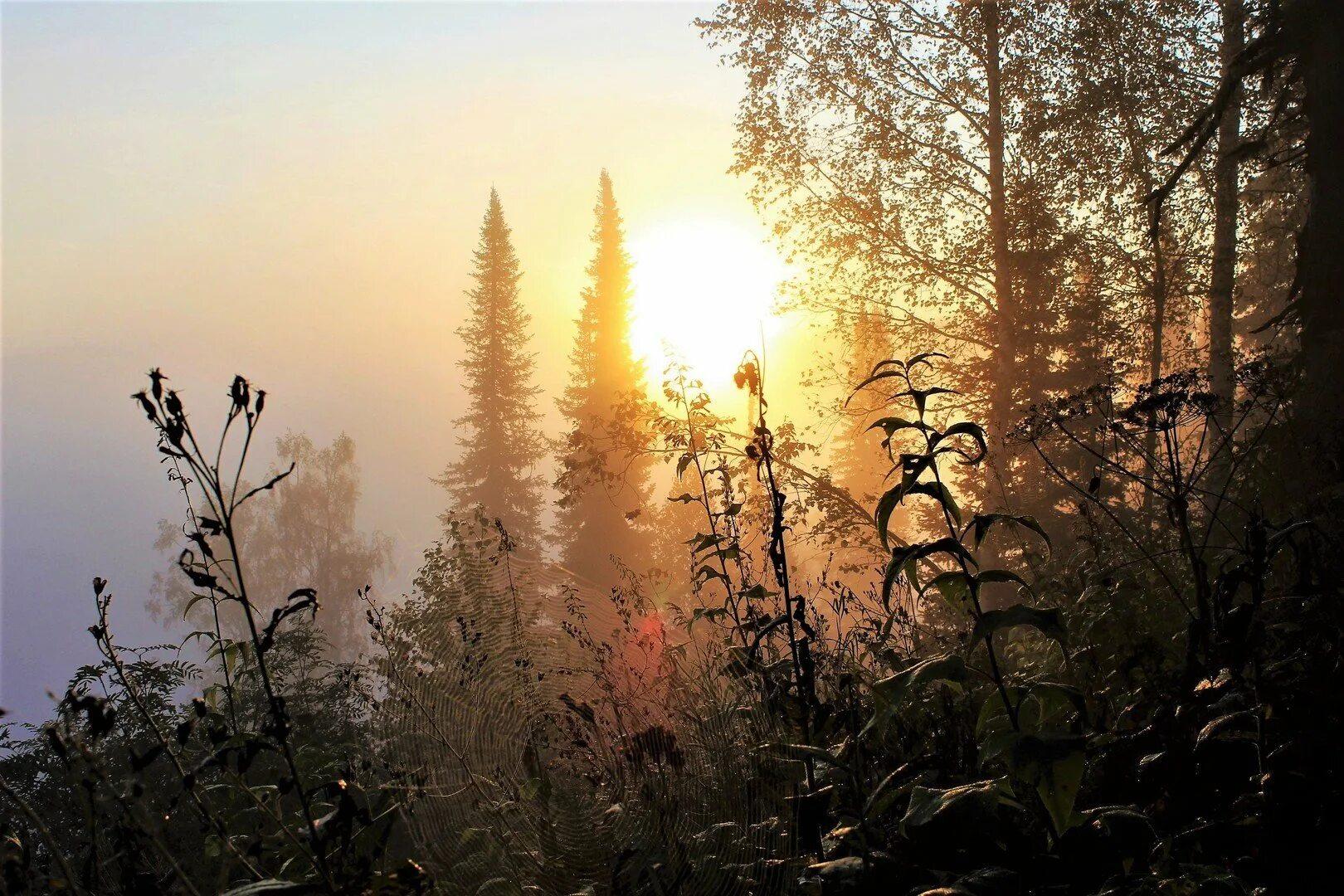 Солнце над лесом. Солнечное утро в тайге. Утренняя Заря в лесу. Рассвет над лесом. Туманный лес рассвет.