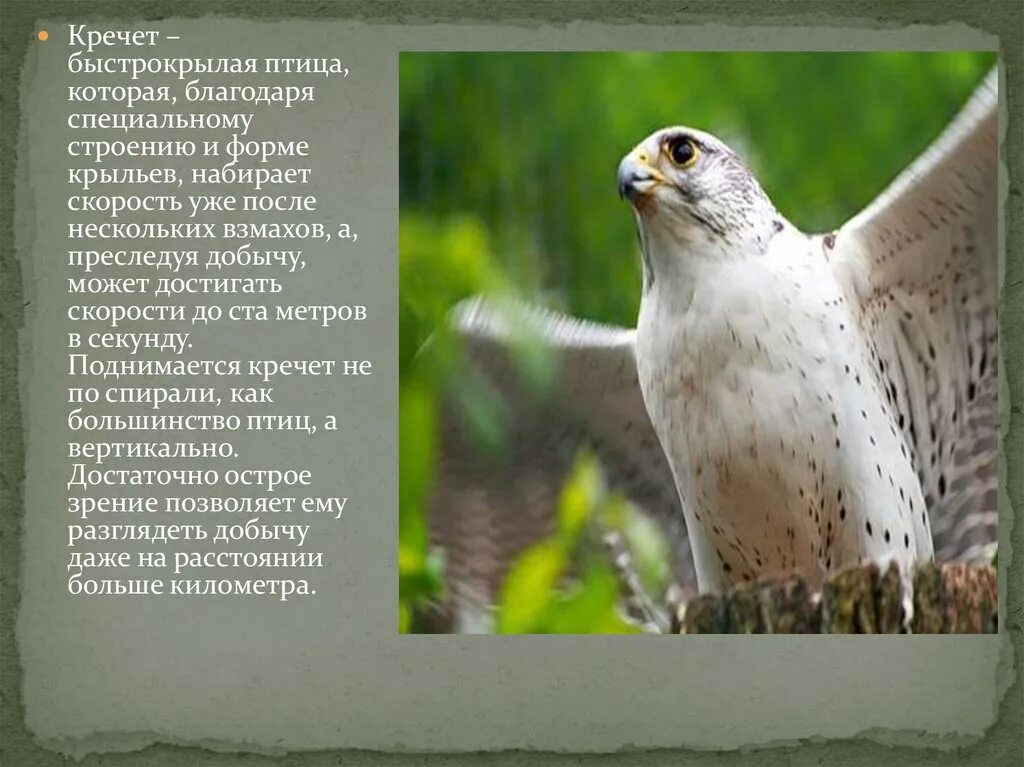 Кречет птица фото и описание