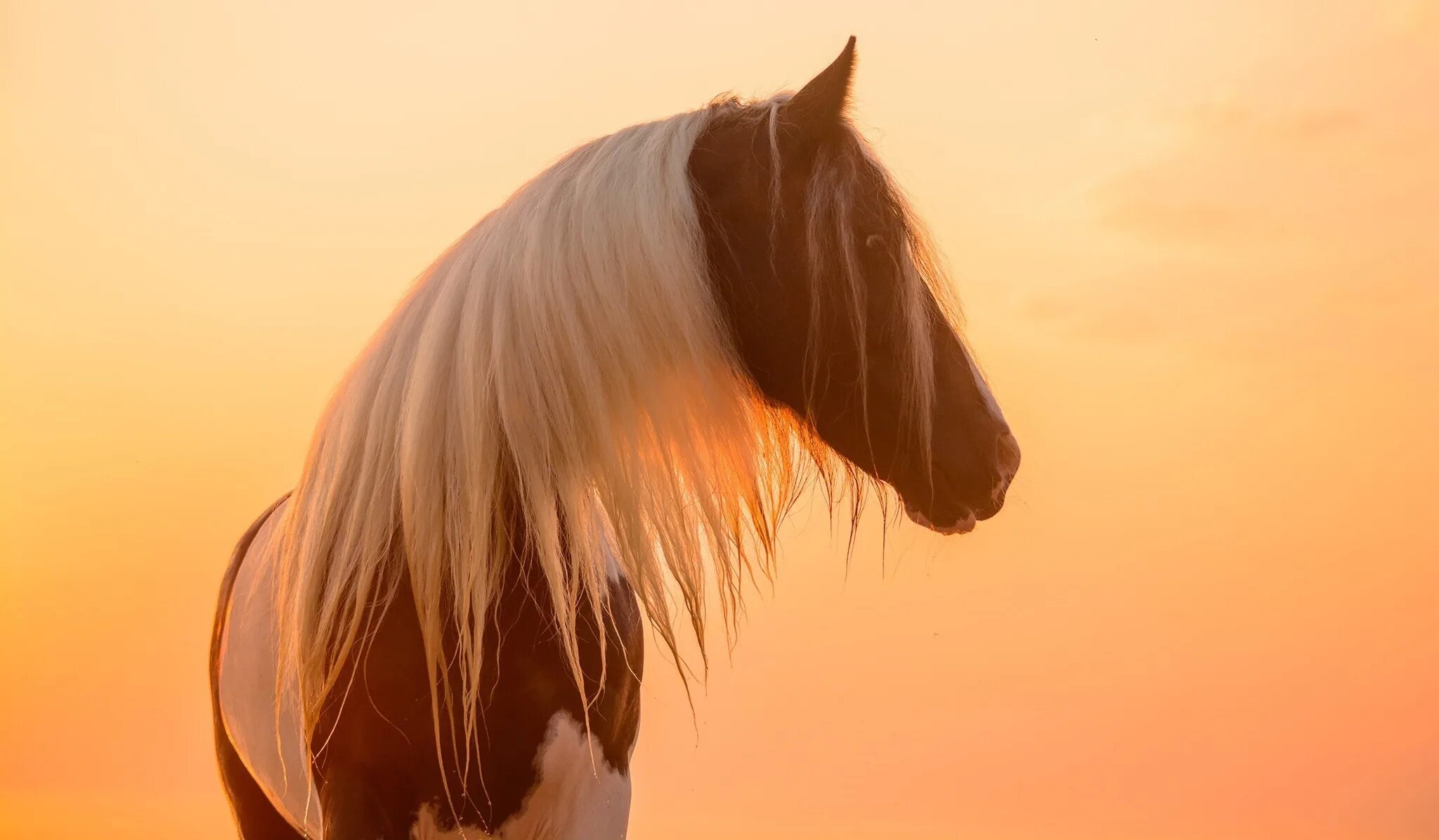 Грива лошади. Обои на рабочий стол лошади. Морда лошади. Голова лошади. Horsevet