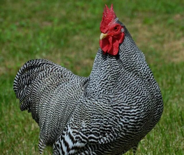seven tips for getting more eggs from your chickens