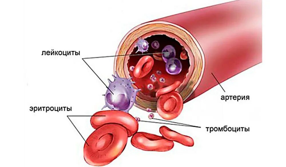 Селезенка и эритроциты. Клетки крови человека. Строение клетки крови человека. Эритроциты лейкоциты тромбоциты.