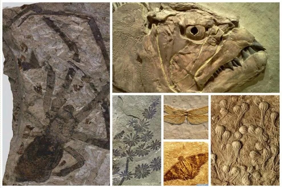 Окаменелости архейской эры. Трилобиты эра. Самый древний живой. Самый древний живой. Окаменелые останки динозавров.