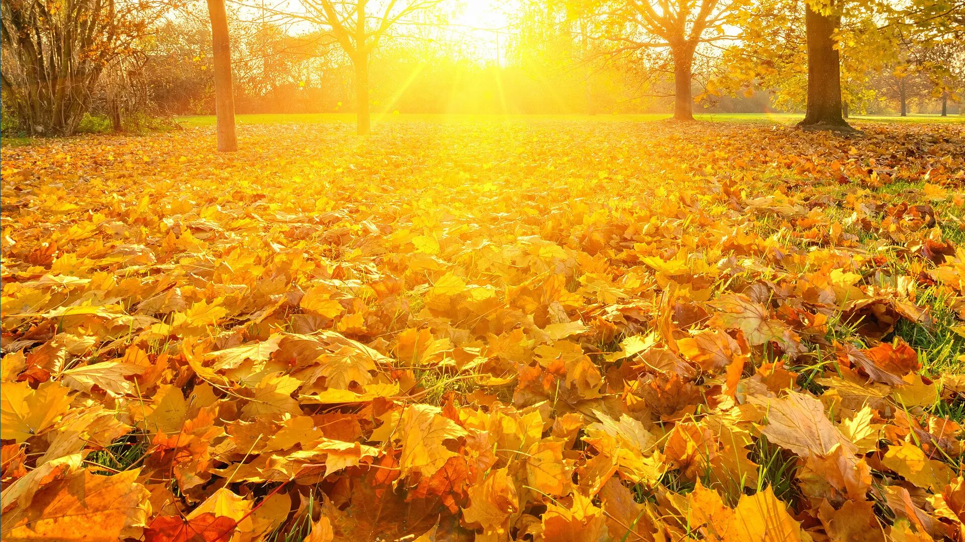Даже самой теплой осенью листья желтеют. Осенний листопад. Солнечная осень. Осень листопад. Осень солнце.