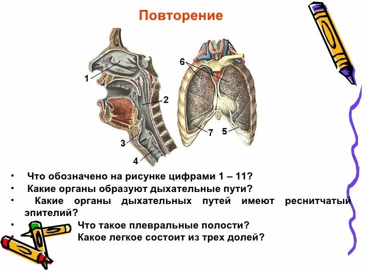 Дыхательные движения 8 класс. Задания по дыхательной системе. 1. Орган в котором завершается переваривание пищи это. Какой орган обозначен цифрой 2.