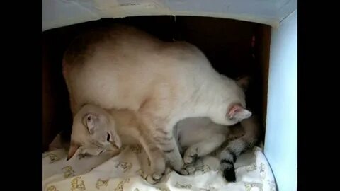 Включи кошки рожают