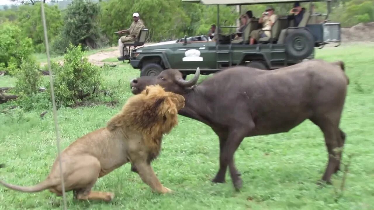 Битвы диких животных видео. Лев съедает антилопу за 20 минут.