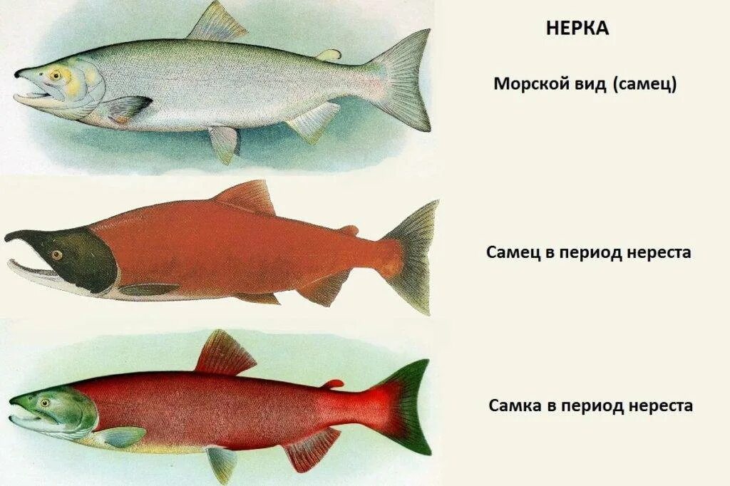 Какая рыба как выглядит. Рыба семейства лососевых нерка. лососеобразные горбуша. дальневосточный лосось кижуч. нерка рыба красная.