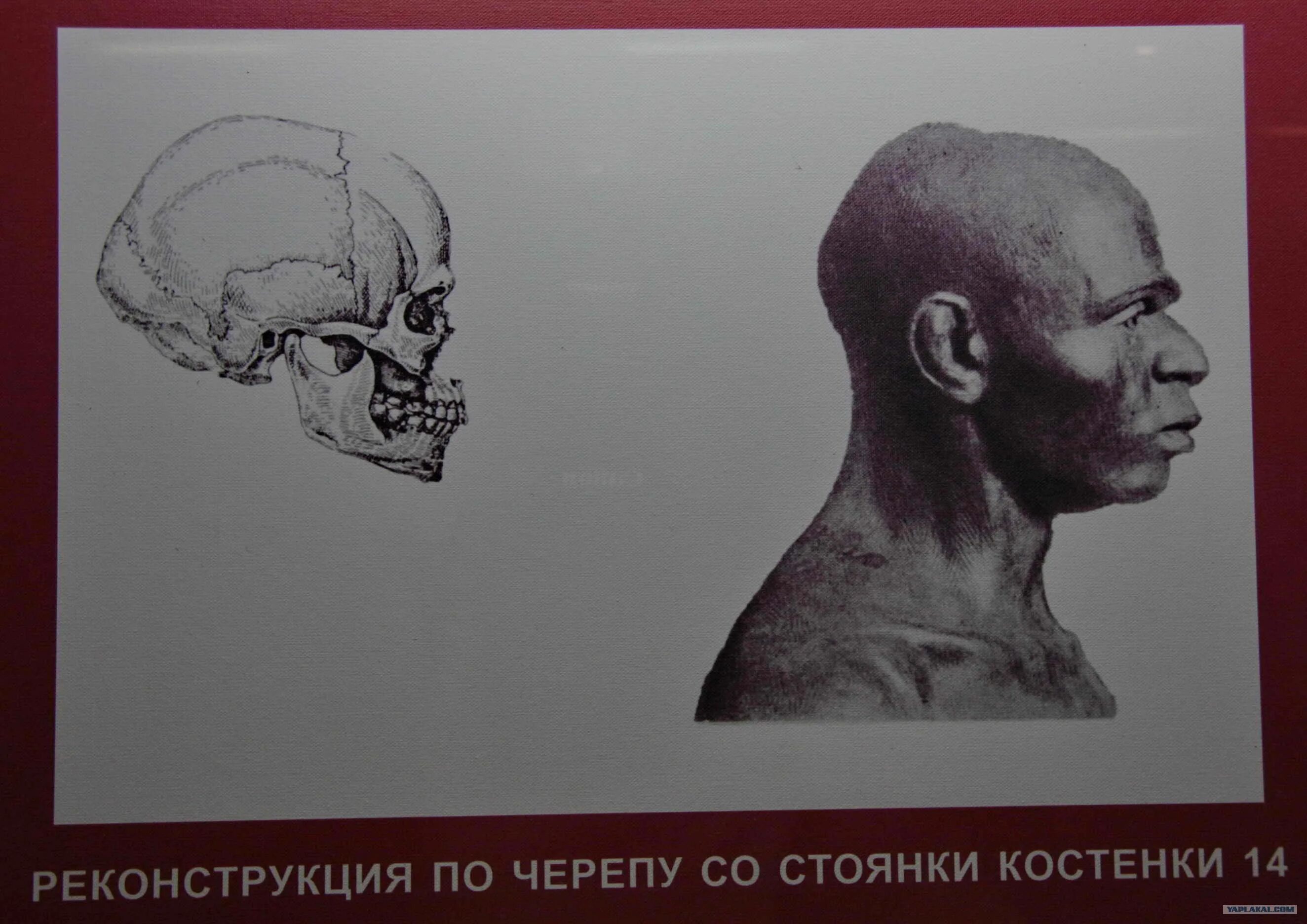 На рисунке 2 изображен череп. На рисунке 2 изображен череп