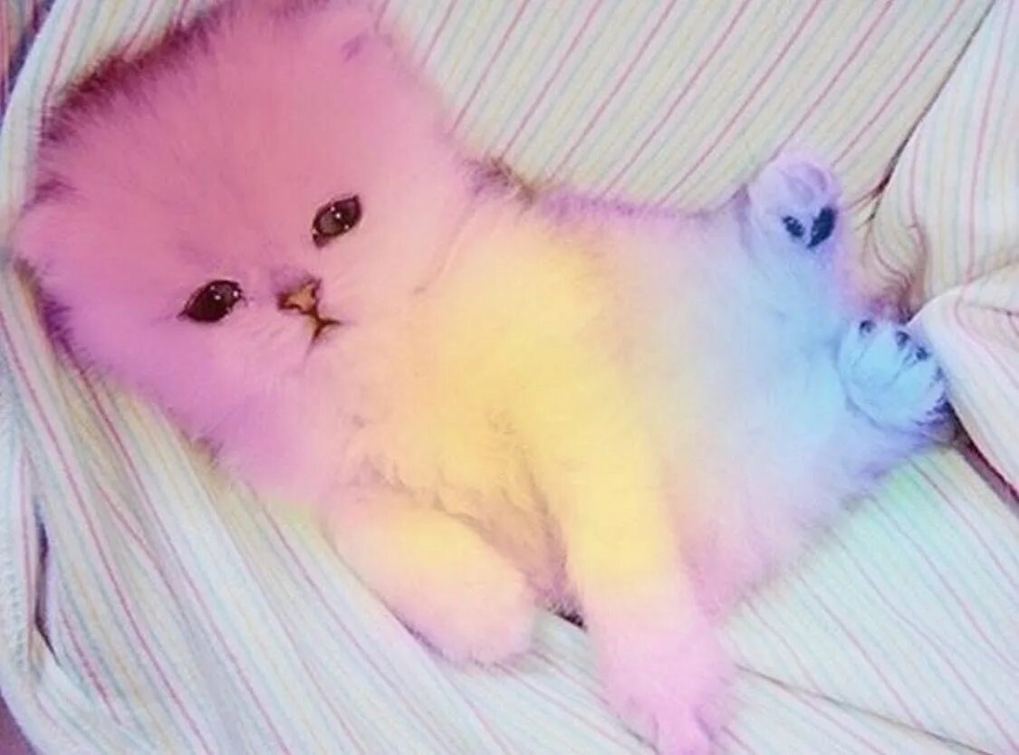 Что то милое. Розовая милота. Милый розовый котенок. Милые розовые котики. Самые милые розовые котята.
