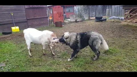 Кавказцу друг